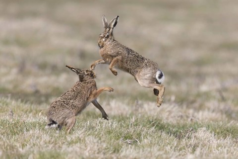 European Hare