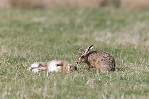 European Hare
