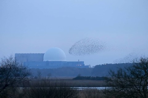 Common Starling