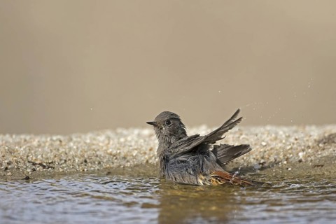 Black Redstart
