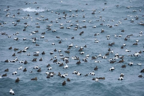 Common Eider