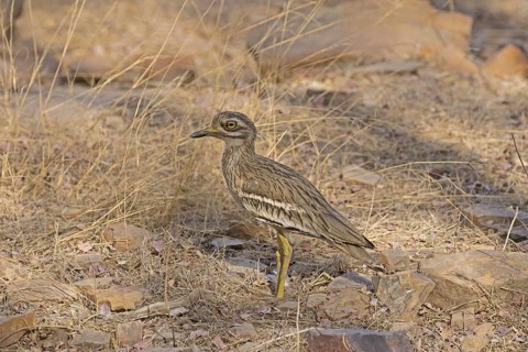 Indian Stone-curlew