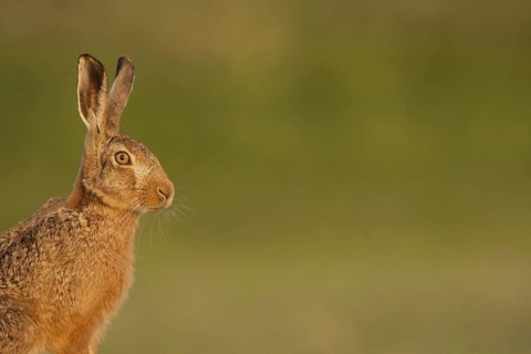 European Hare