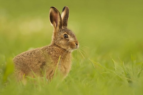 European Hare