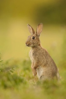 European Rabbit