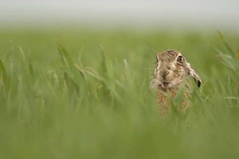 European Hare