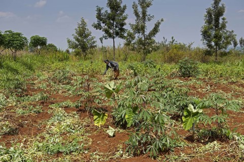 Rwandan woman harvesting potatoes in field