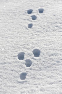 Rabbit tracks in snow. Yorkshire