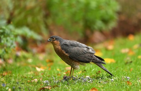 Sparrowhawk
