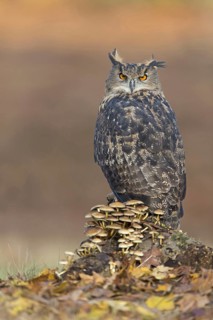 Eurasian Eagle Owl