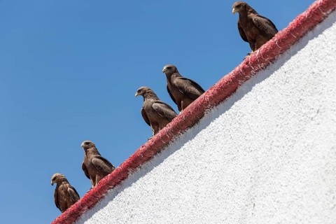 Lanner falcon