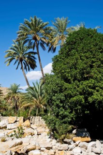 Paradise Wadi Bani Khalid