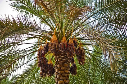 Date palm