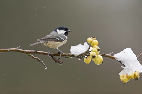 Coal Tit