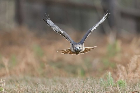 Red-tailed Hawk