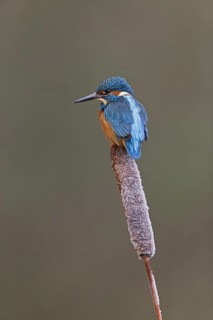 Common Kingfisher