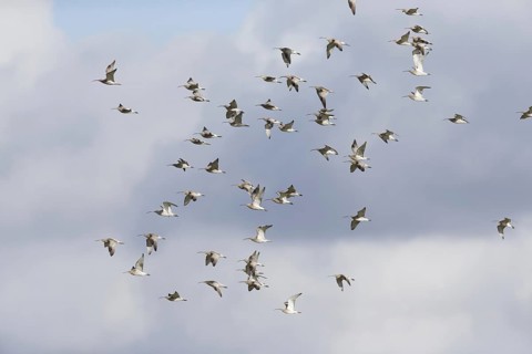 Eurasian Curlew