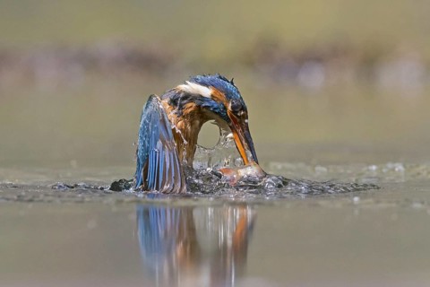 Common Kingfisher