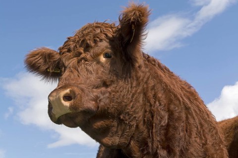 Domestic Cattle