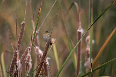 Black-headed Weaver