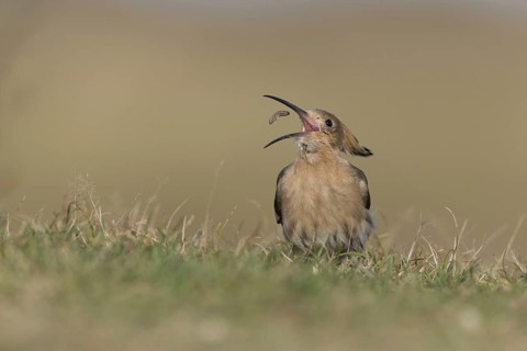 Eurasian Hoopoe
