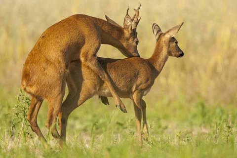 Western Roe Deer
