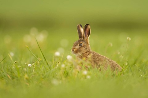 European Hare