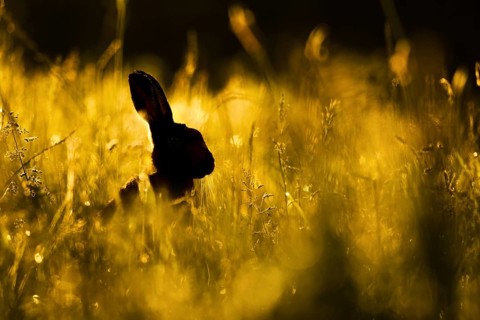 European Hare