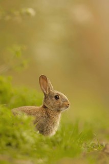 European Rabbit