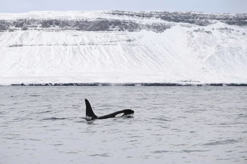 North Atlantic Killer Whale
