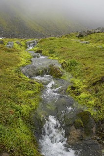 Hornvik