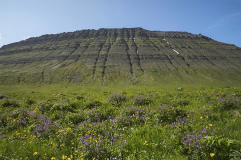 Bl'gresi flowers