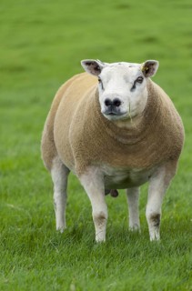 Texel rams ready for autumn sales on pasture