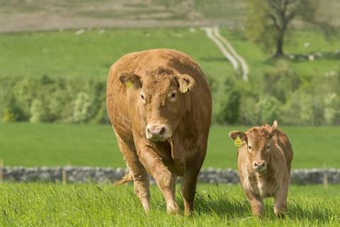 Limousin cows and calves in lush pasture