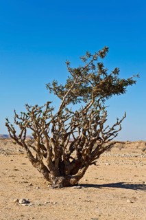 Incense trees in Wadi Doka