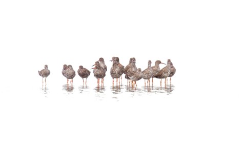 Group of adult Redshanks