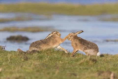 European Hare
