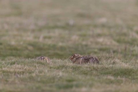 European Hare