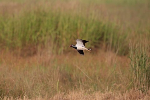 Red-wattled Lapwing