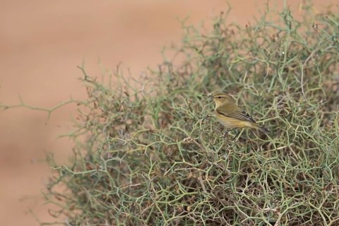 Eurasian Chiffchaff