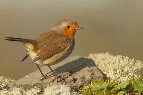European Robin