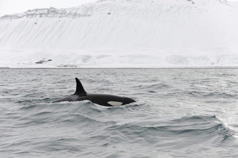 North Atlantic Killer Whale