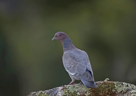 Picazuro Pigeon