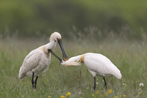 Eurasian Spoonbill
