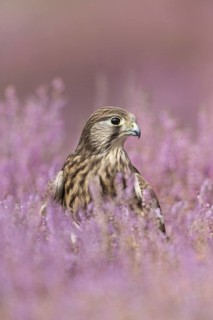Common Kestrel