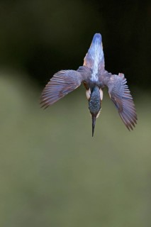 Common Kingfisher