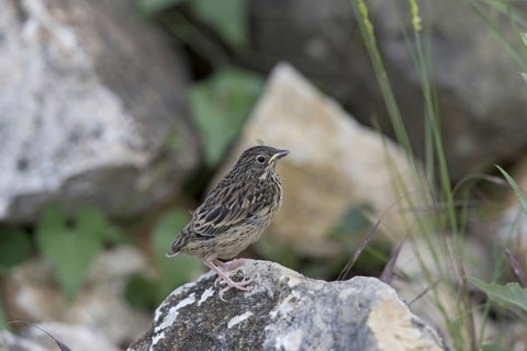 Ortolan Bunting