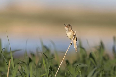 Great Reed Warbler