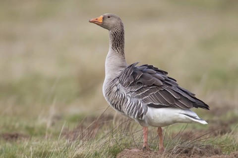 Greylag Goose