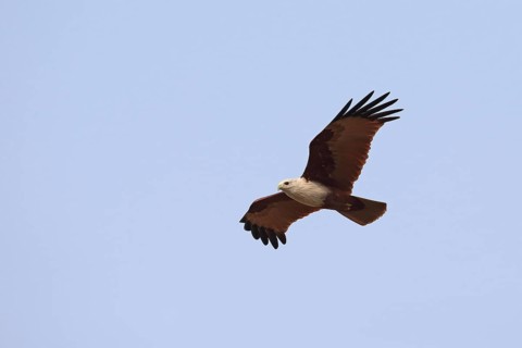 Brahminy Kite